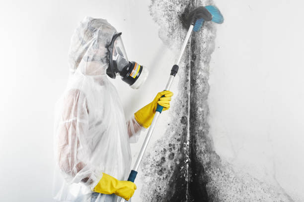 Best Biohazard Mold Removal  in Chula Vista, CA